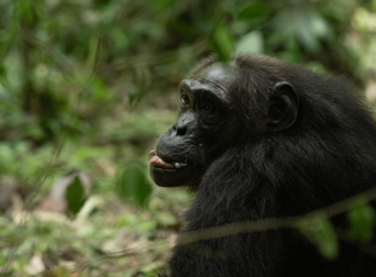 3-days-chimpanzee-tracking-adventure