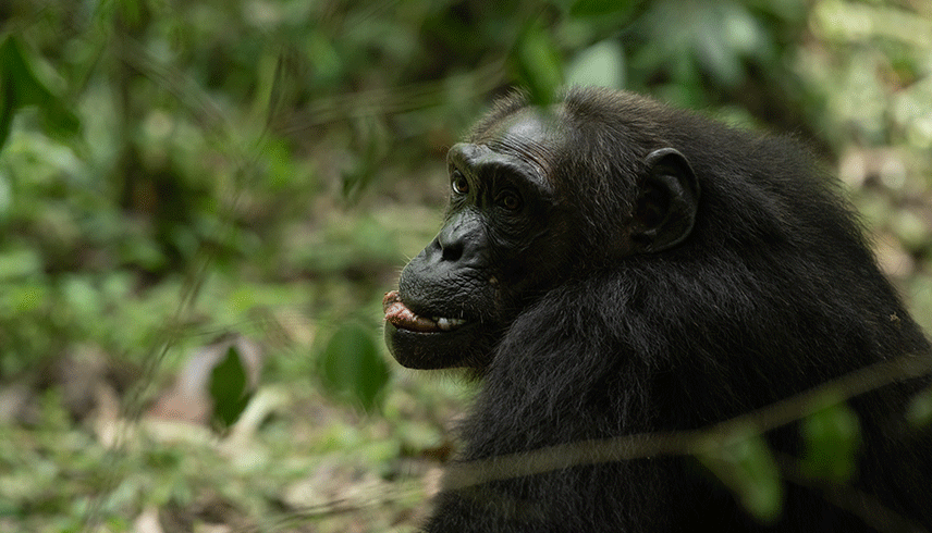 3-days-chimpanzee-tracking-adventure