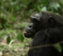 3-days-chimpanzee-tracking-adventure