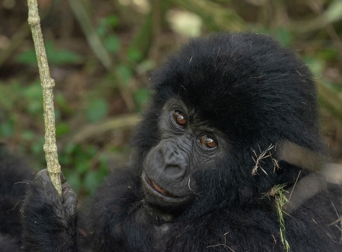 gorilla-trekking-adventures-in-uganda