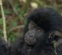 gorilla-trekking-adventures-in-uganda