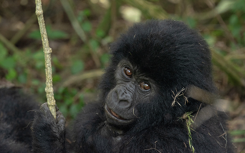 gorilla-trekking-adventures-in-uganda