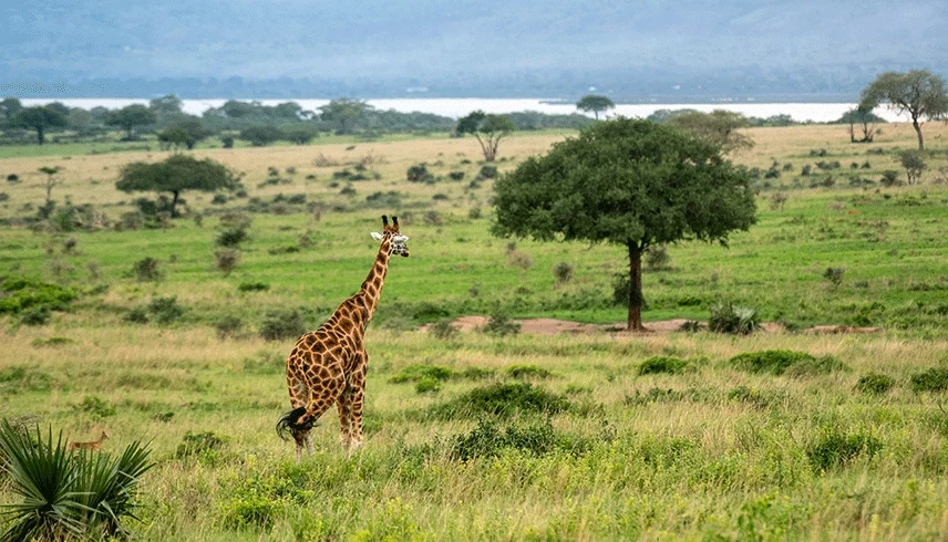 5-days-uganda-wildlife-and-gorilla-safari-with-marv-safaris