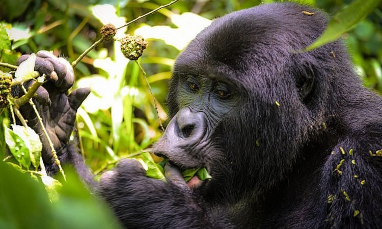 4-days-gorilla-trekking-and-cultural-tour-in-rwanda